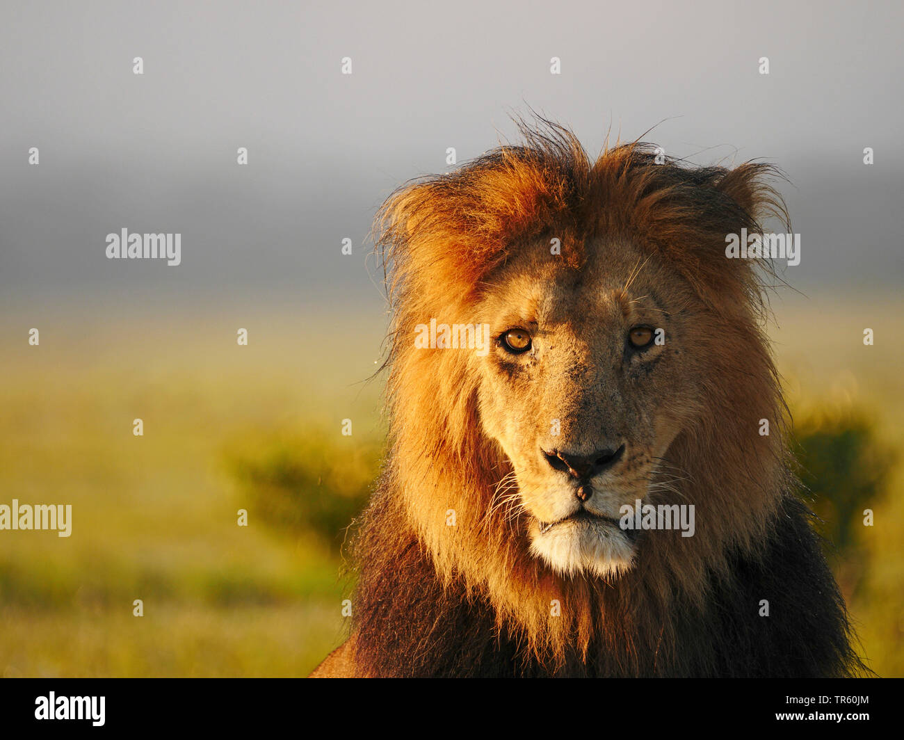 Lion (Panthera leo), maschio lion, ritratto, Kenia Masai Mara National Park Foto Stock