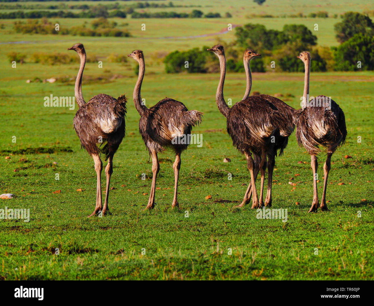 Massai struzzo, struzzo masai, Nord Africa (struzzo Struthio camelus massaicus), truppa di struzzi in piedi nella savana, Kenia Masai Mara National Park Foto Stock