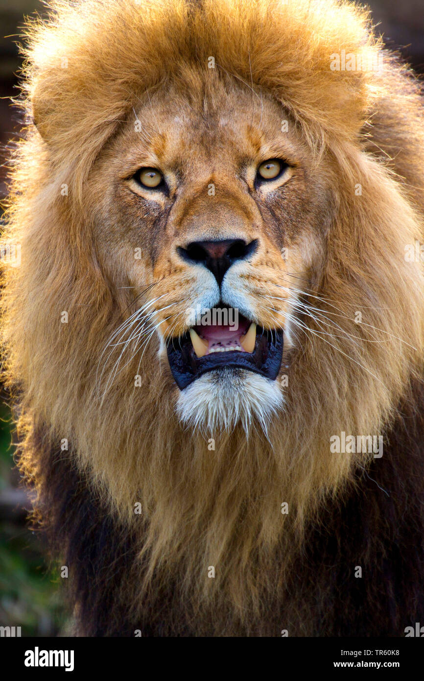 Lion (Panthera leo), maschio lion, ritratto, Africa Foto Stock