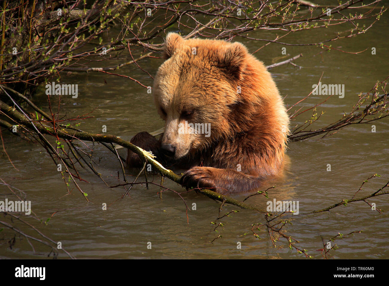 Unione l'orso bruno (Ursus arctos arctos), capretti sopportare seduto in acqua e il taglio in corrispondenza di un ramo, Germania Foto Stock