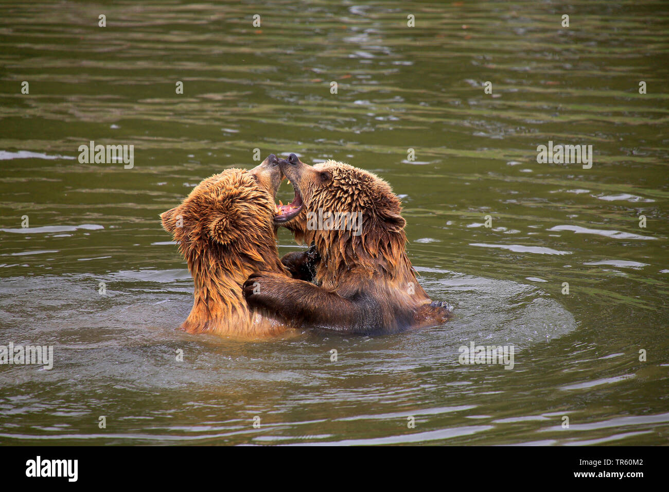 Unione l'orso bruno (Ursus arctos arctos), due cuccioli di orso scuffling insieme nell'acqua, Germania Foto Stock