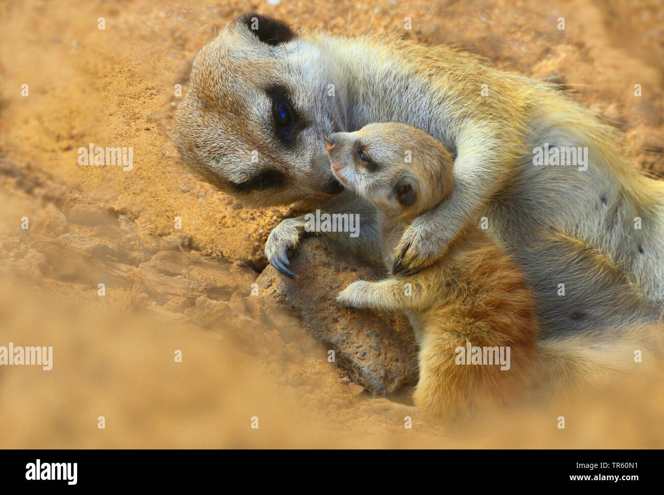 Suricate, sottile-tailed meerkat (Suricata suricatta), madre coccole di un giovane animale Foto Stock