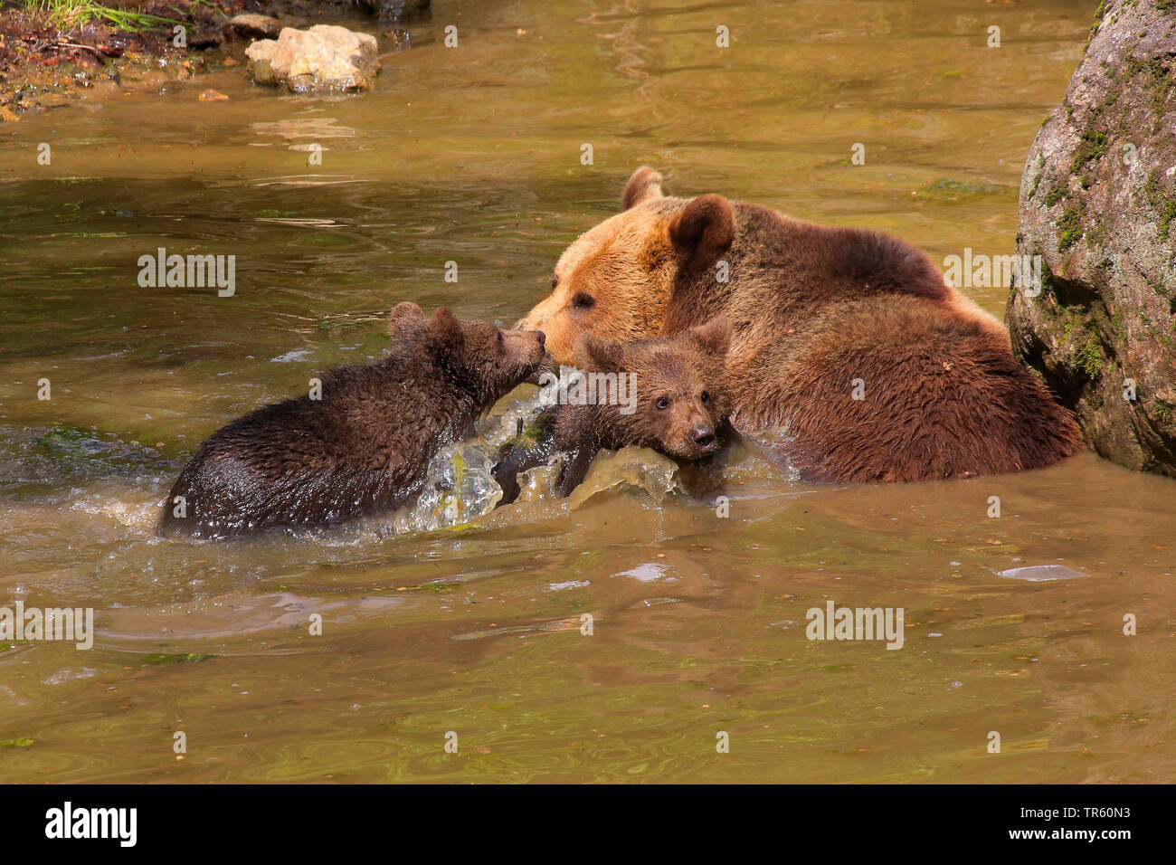 Unione l'orso bruno (Ursus arctos arctos), bear famiglia dedicarmi nell'acqua, Germania Foto Stock