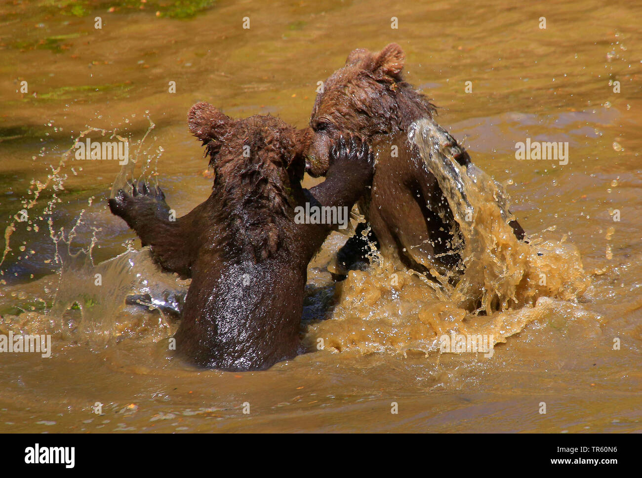 Unione l'orso bruno (Ursus arctos arctos), due cuccioli di orso scuffling nell'acqua, Germania Foto Stock