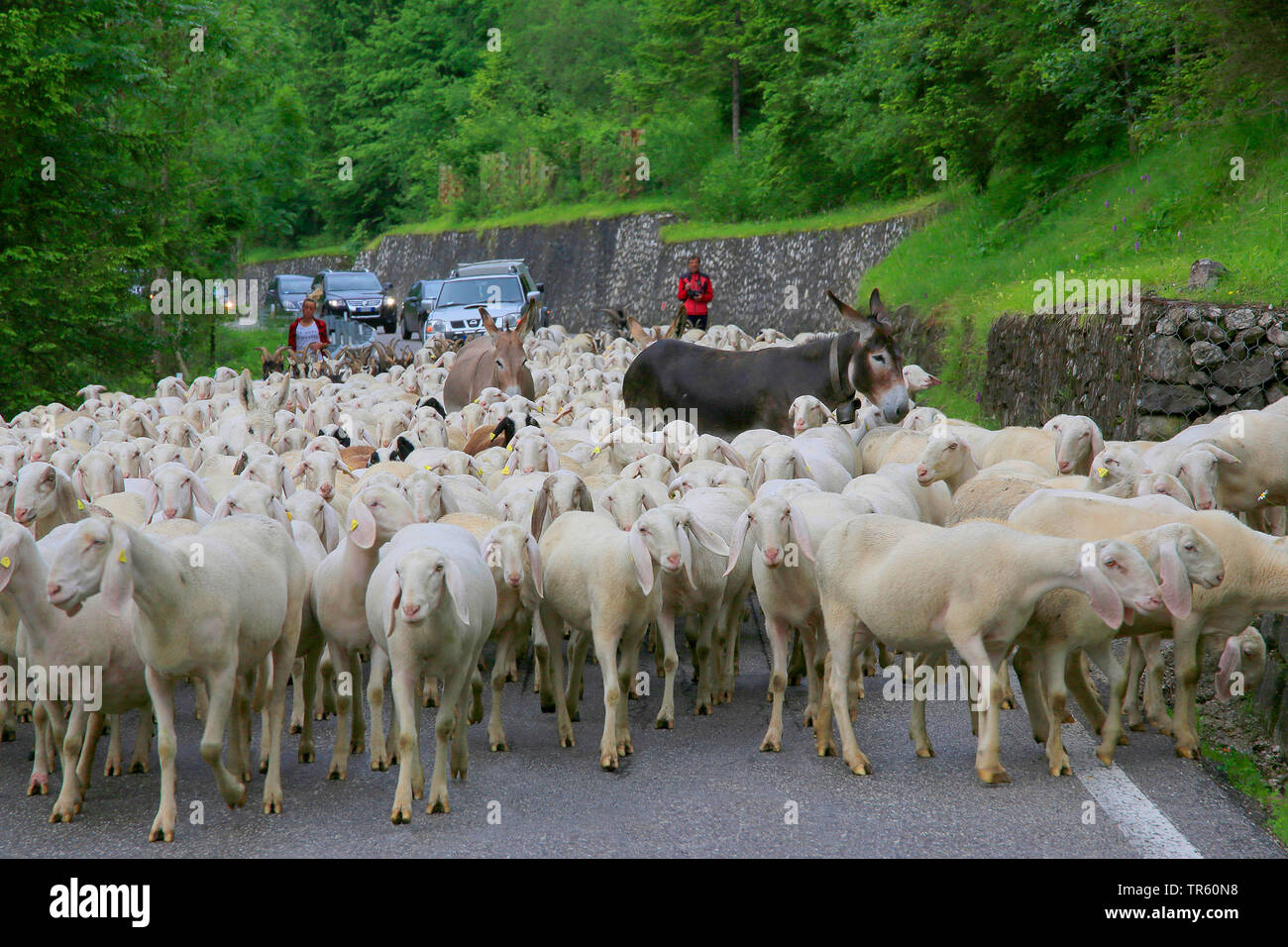 Gli animali domestici delle specie ovina (Ovis ammon f. aries), gregge di pecore con due asini bloccando il flusso di traffico, Germania Foto Stock