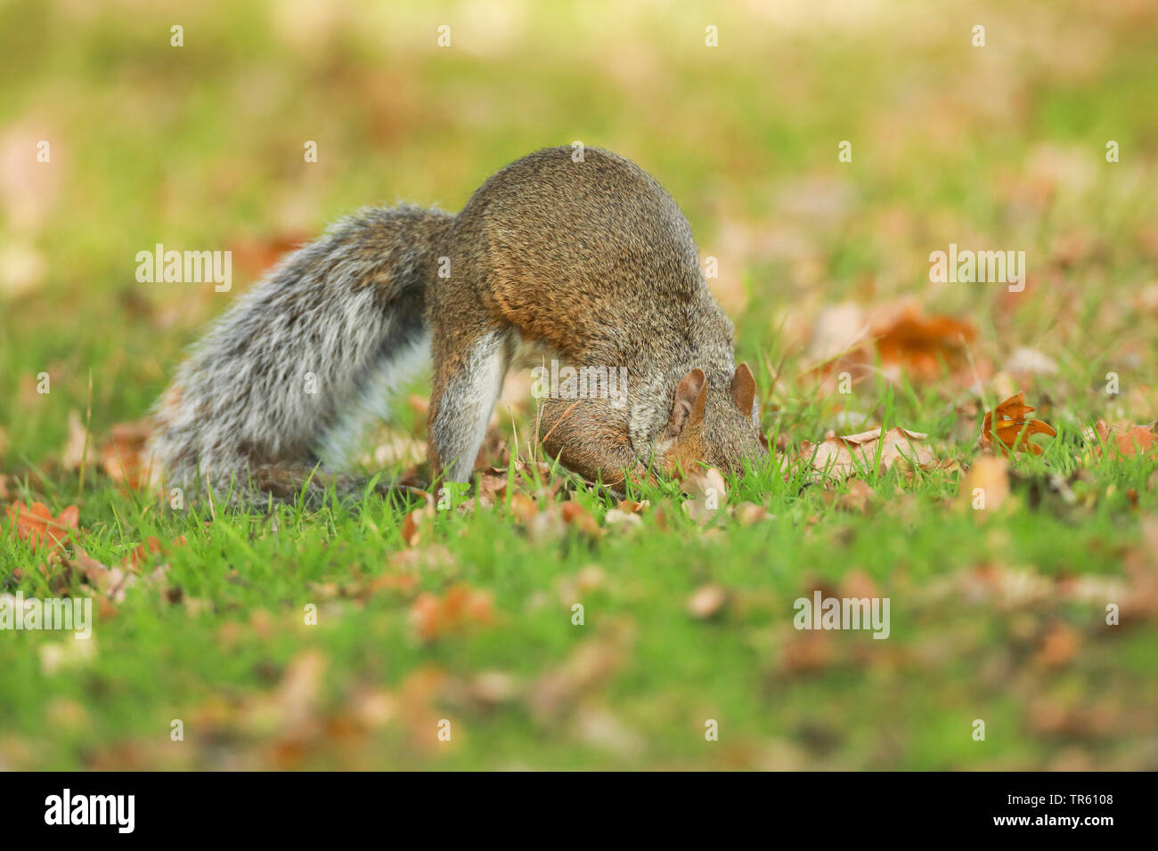 Orientale scoiattolo grigio, grigio scoiattolo (Sciurus carolinensis), la memorizzazione di un massimo di cibo invernale in un prato, vista laterale, Regno Unito, Inghilterra, Richmond Park Foto Stock