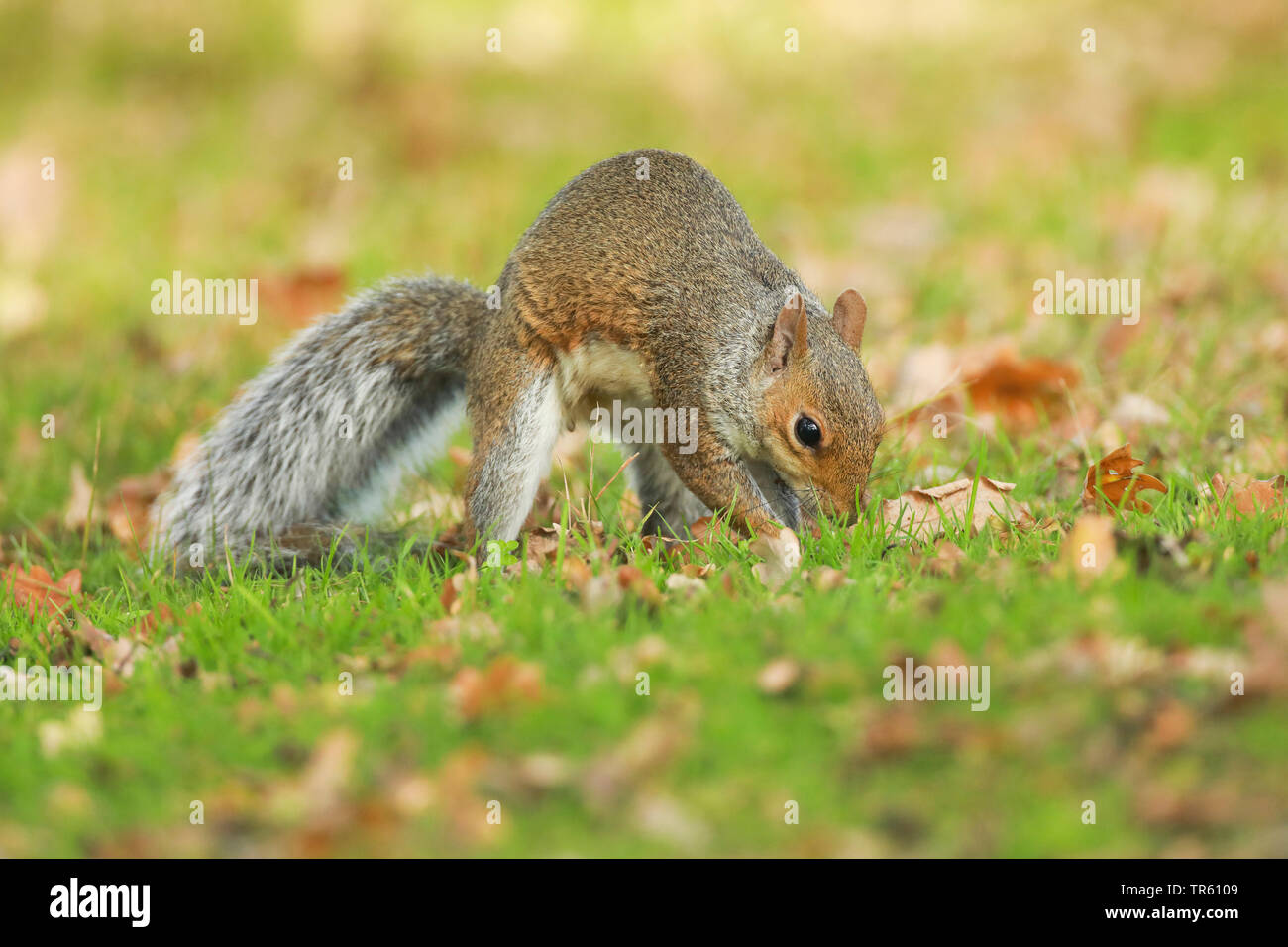 Orientale scoiattolo grigio, grigio scoiattolo (Sciurus carolinensis), la memorizzazione di un massimo di cibo invernale in un prato, vista laterale, Regno Unito, Inghilterra, Richmond Park Foto Stock