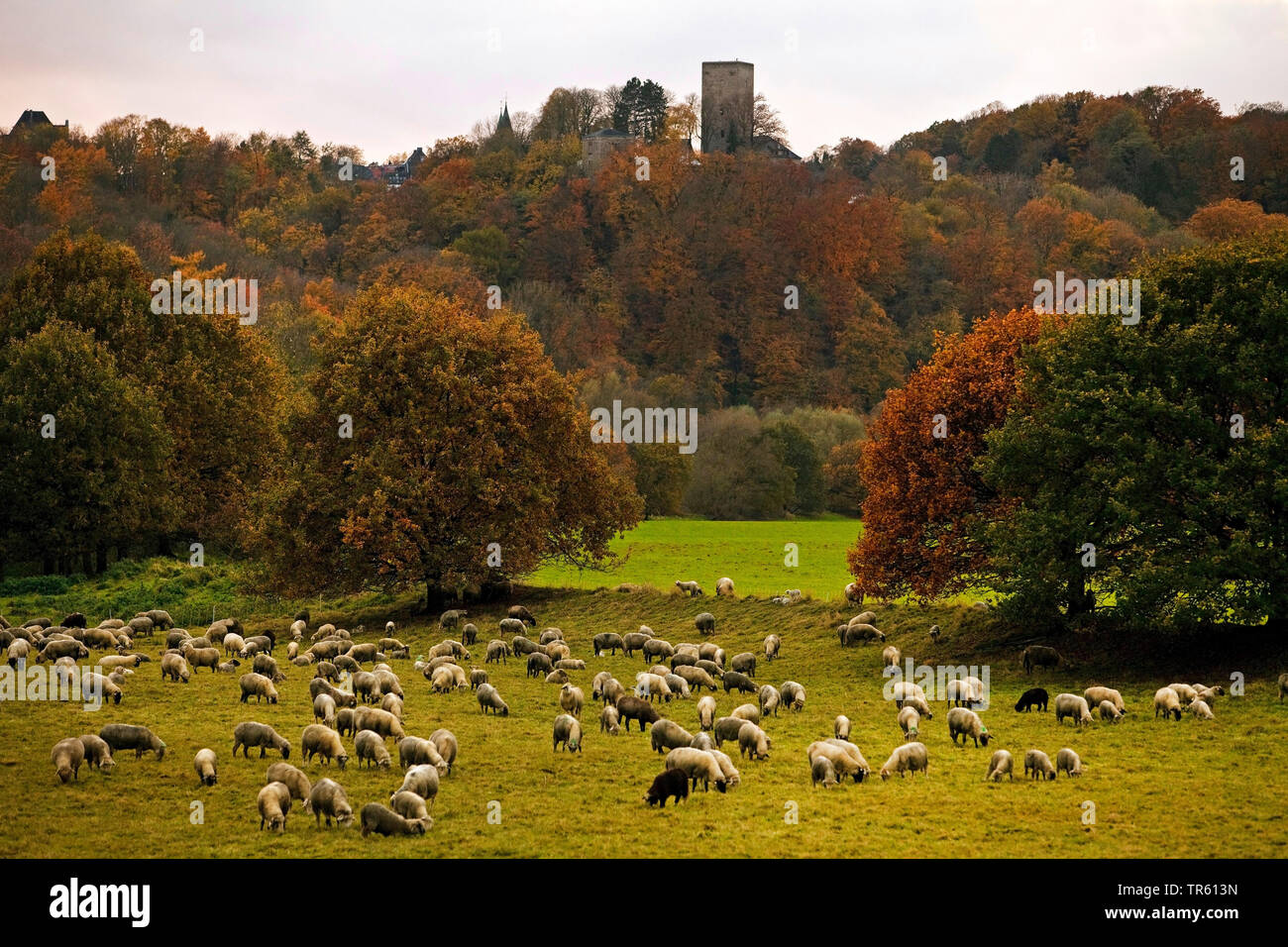 Gli animali domestici delle specie ovina (Ovis ammon f. aries), gregge di pecore nella Valle della Ruhr, Blankenstein Castle in background, in Germania, in Renania settentrionale-Vestfalia, la zona della Ruhr, Hattingen Foto Stock