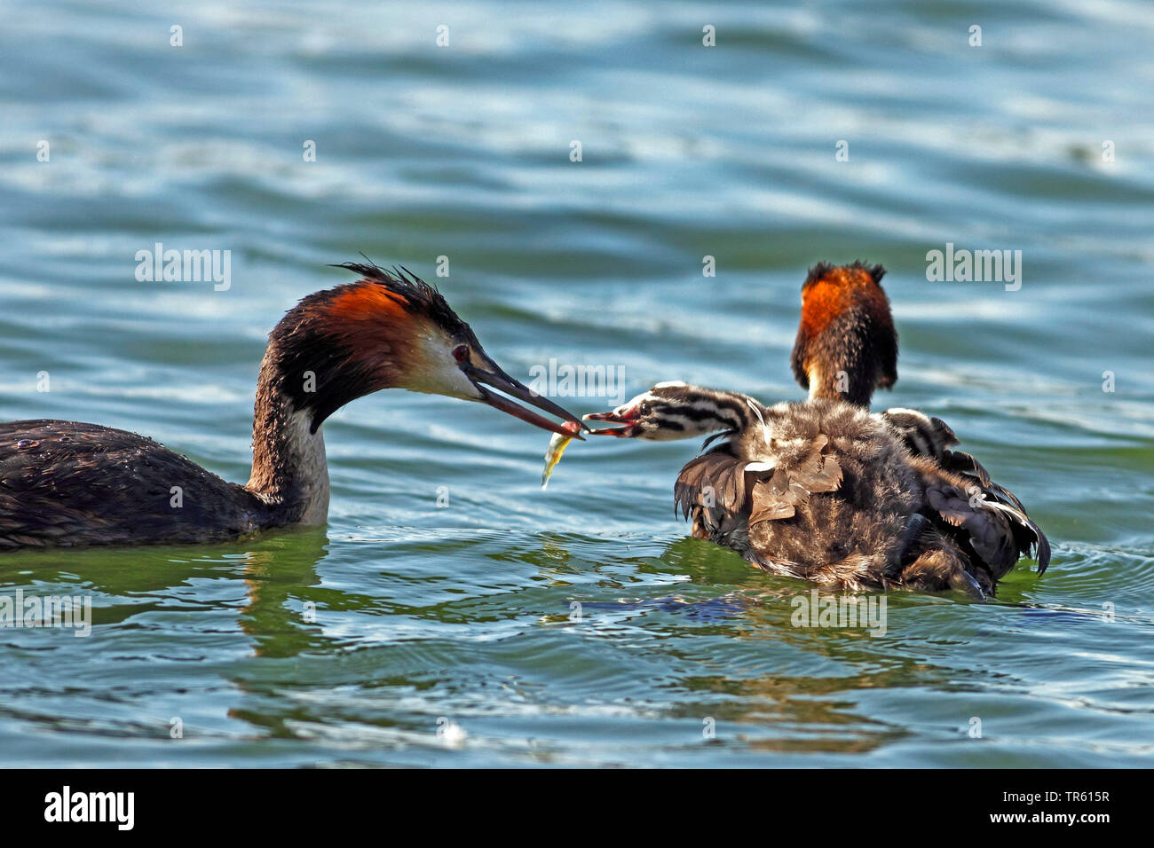 Svasso maggiore (Podiceps cristatus), piscina famiglia animale, chick sul retro è alimentato, Germania Foto Stock