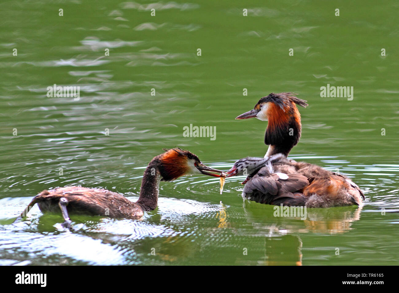 Svasso maggiore (Podiceps cristatus), piscina famiglia animale, chick sul retro è alimentato, Germania Foto Stock