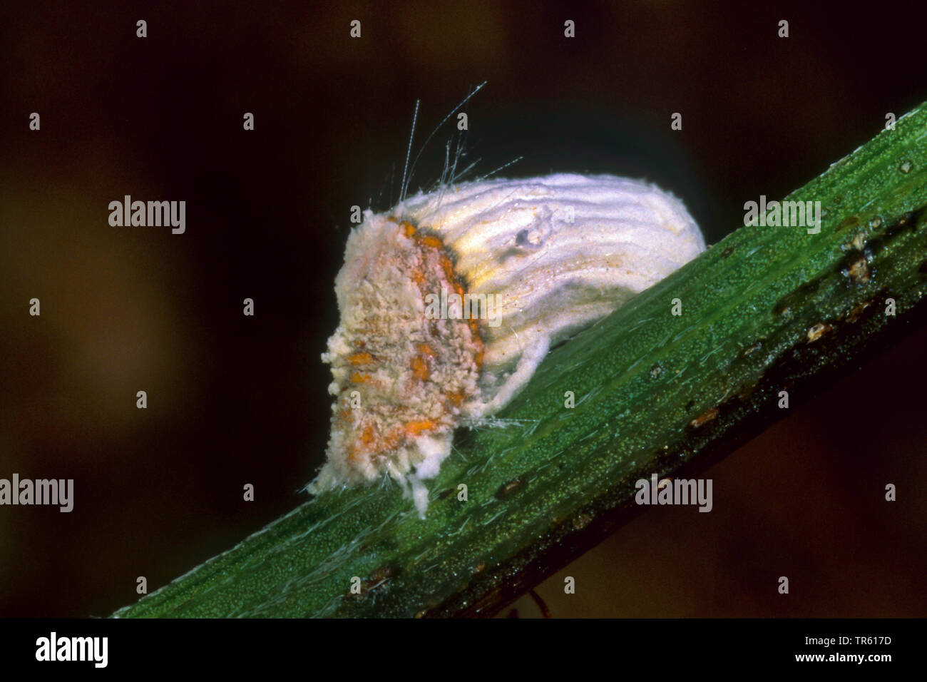 Cottony scala cuscino, scala scanalati (Icerya purchasi, Pericerya purchasi), su un germoglio, Germania Foto Stock