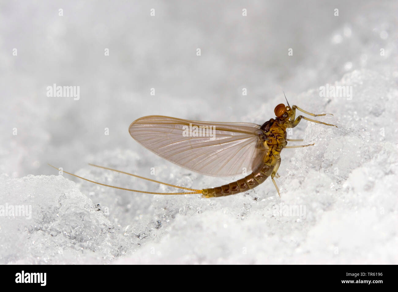 Grande Oliva scuro Mayfly (Baetis rhodani), vista laterale, Germania Foto Stock