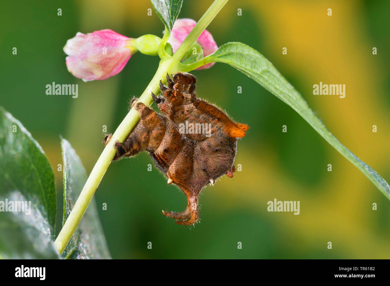 Bellezza lilla (Apeira syringaria, Hygrochroa syringaria, Pericallia syringaria), Caterpillar alimentazione su un snowberry, vista laterale, Germania Foto Stock