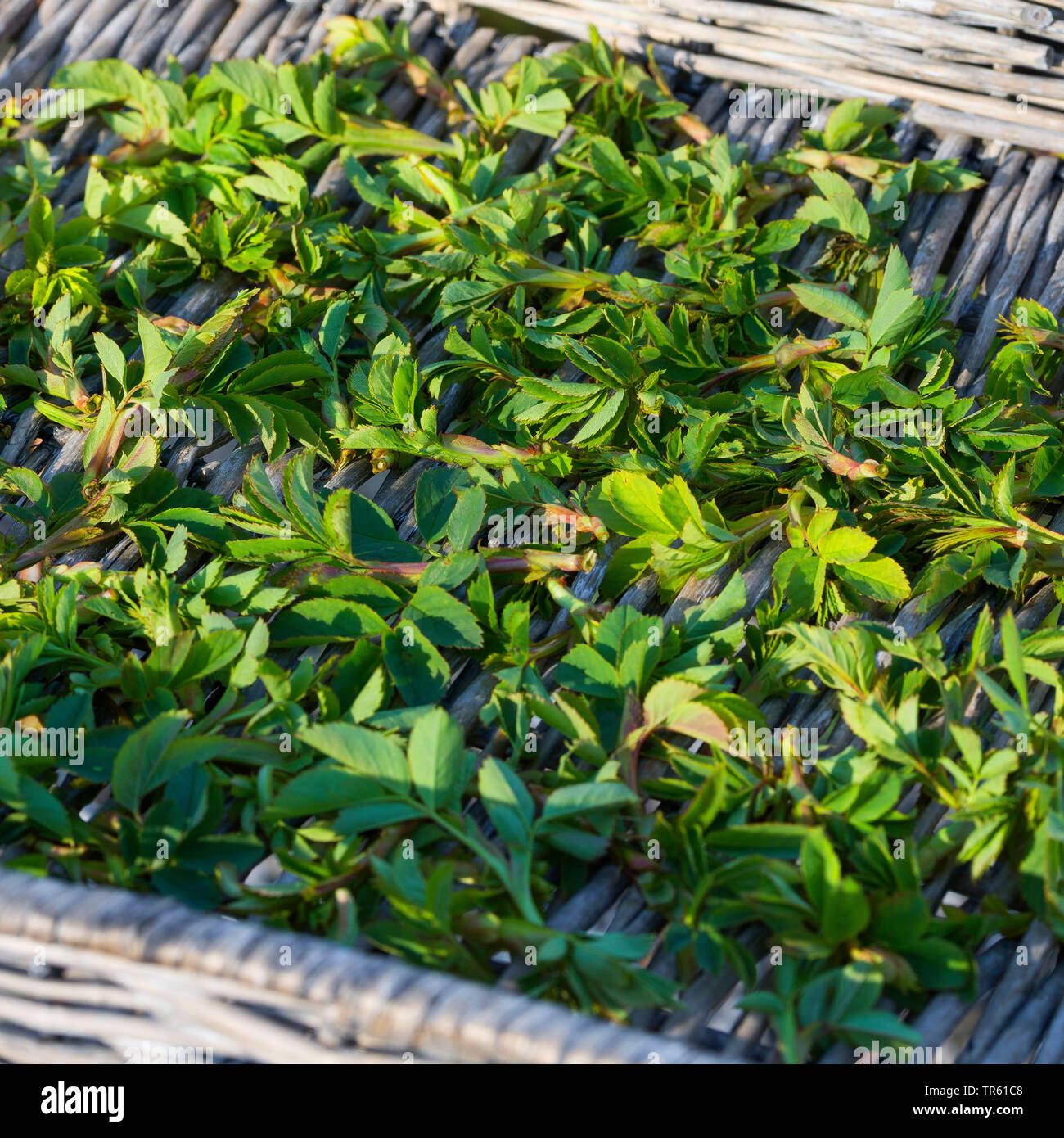 La rosa canina (Rosa canina), foglie giovani sono raccolti ed essiccati, Germania Foto Stock