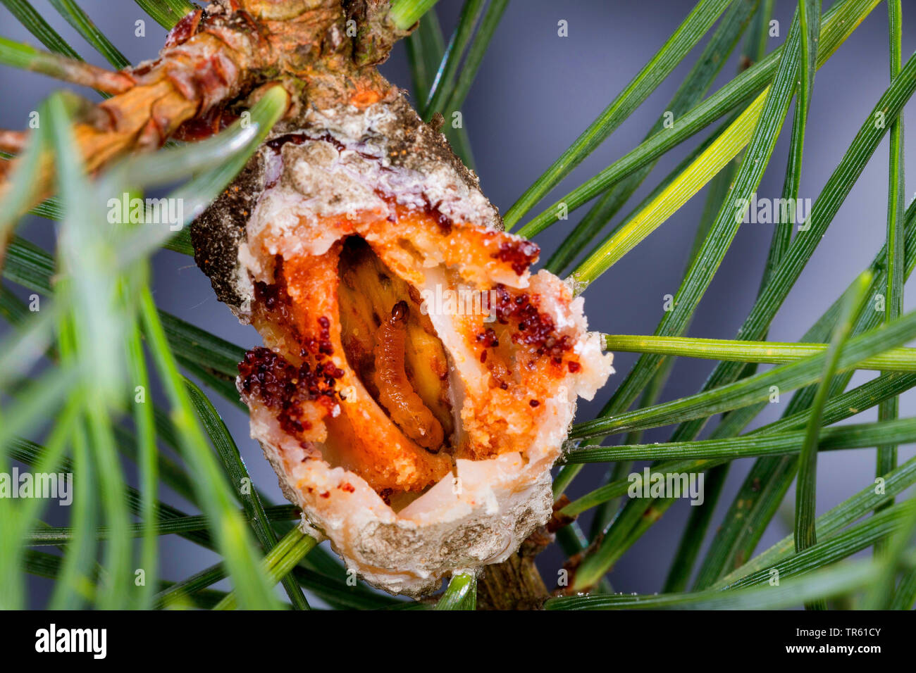Resina di pino-gall Tarma (Retinia resinella, Petrova resinella), larva in aperto gall a pino, resina di pino gall, Germania Foto Stock