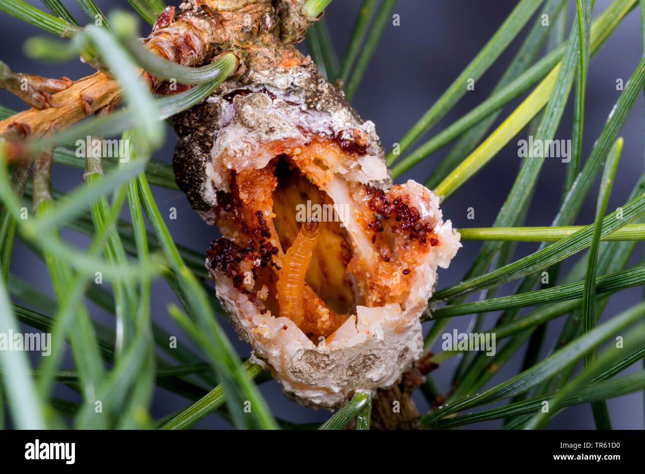 Resina di pino-gall Tarma (Retinia resinella, Petrova resinella), larva in aperto gall a pino, resina di pino gall, Germania Foto Stock