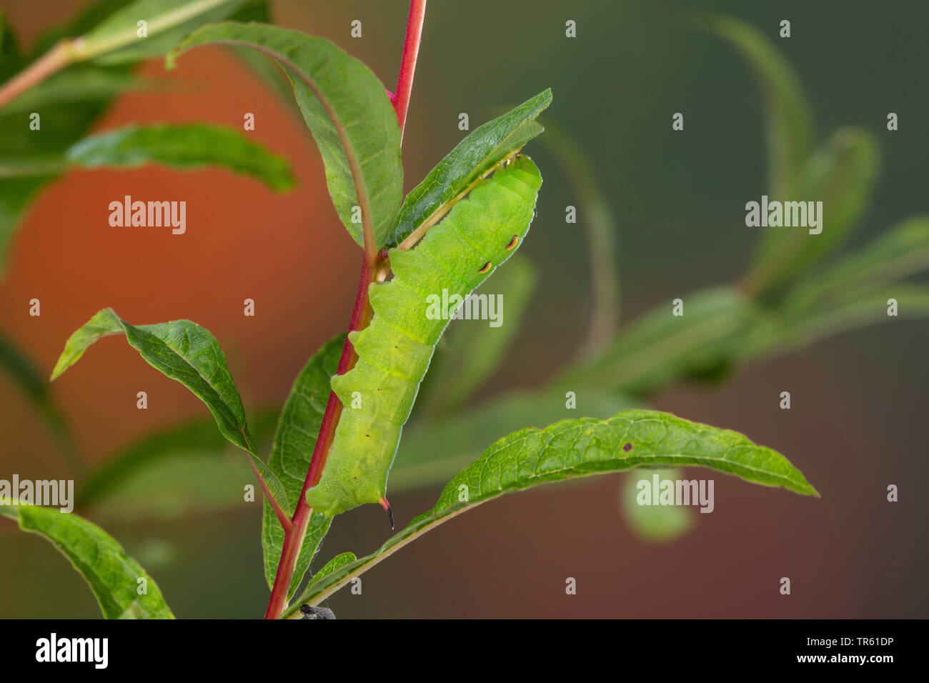 Elephant hawkmoth (Deilephila elpenor), Caterpillar alimentazione a willowherb, vista laterale, Germania Foto Stock