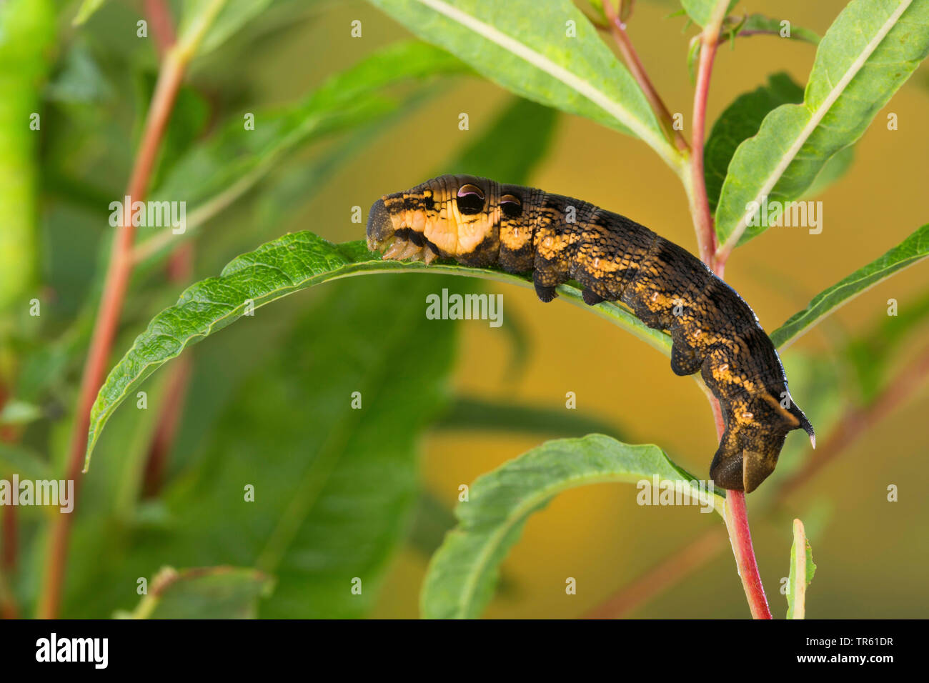 Elephant hawkmoth (Deilephila elpenor), Caterpillar alimentazione a willowherb, vista laterale, Germania Foto Stock