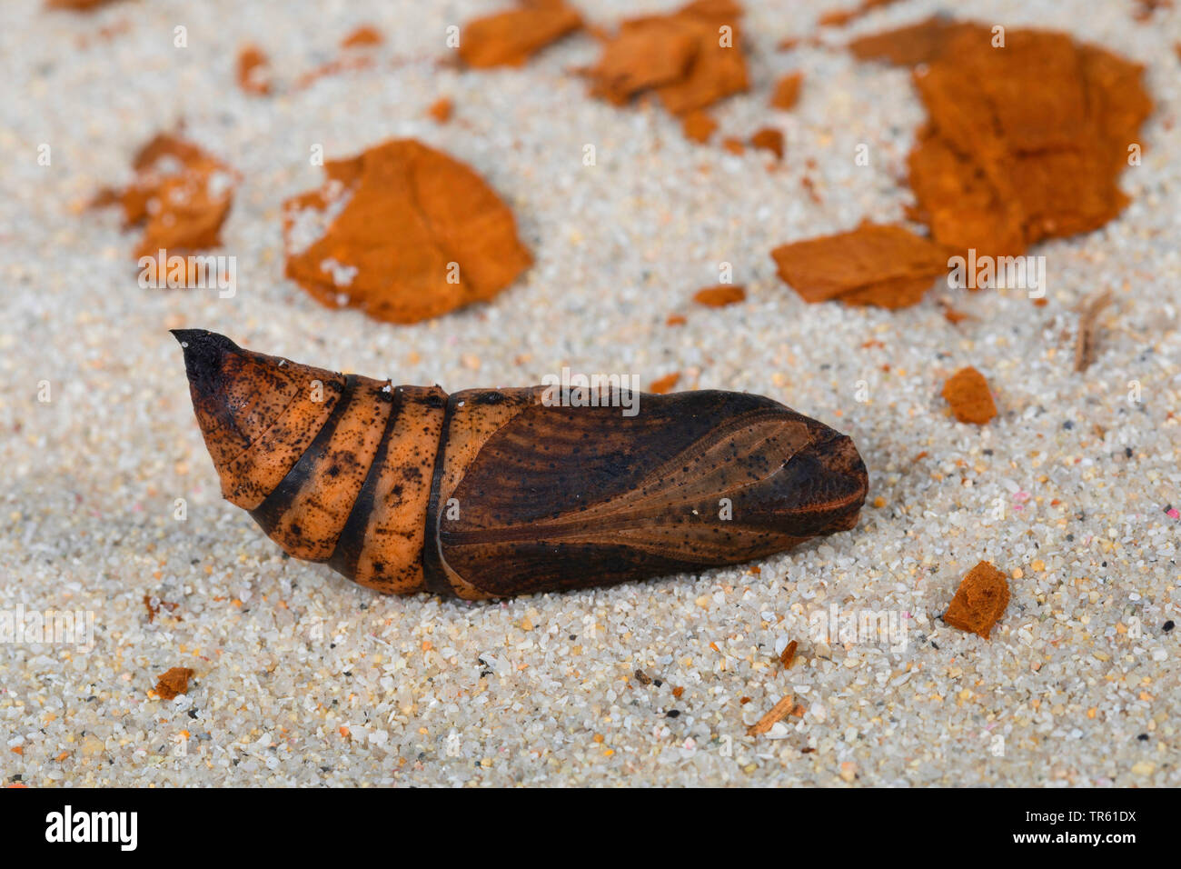 Elephant hawkmoth (Deilephila elpenor), pupa giacente nella sabbia, Germania Foto Stock