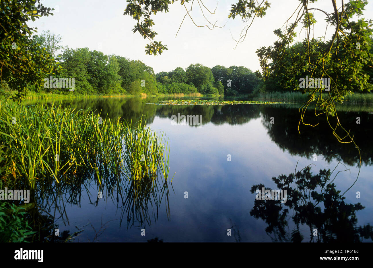Pond Methorstteich, Germania, Schleswig-Holstein, Naturpark Westensee Foto Stock