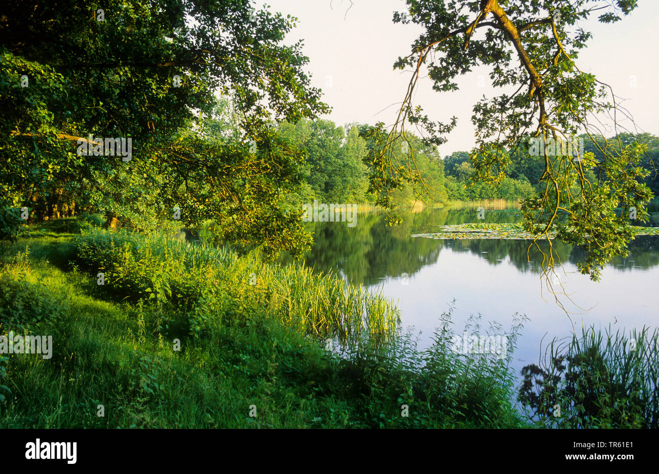 Pond Methorstteich, Germania, Schleswig-Holstein, Naturpark Westensee Foto Stock