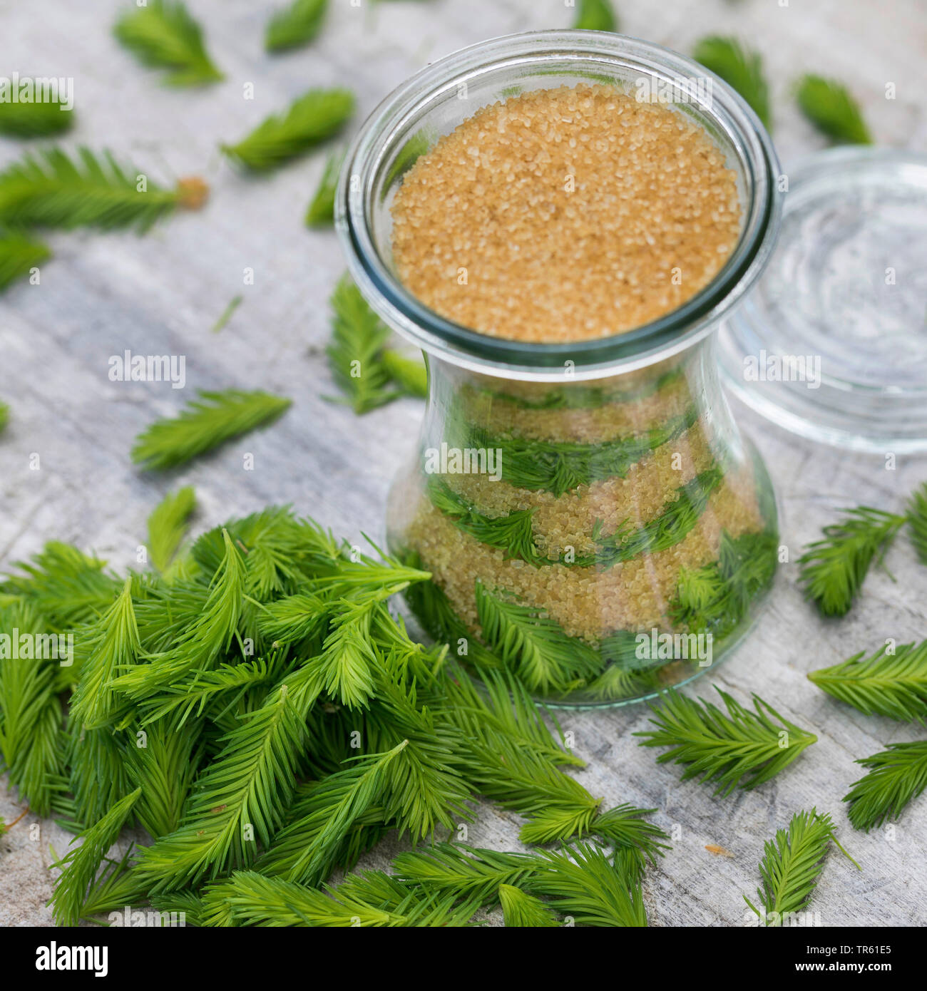 Abete (Picea abies), Maiwipferl-Sirup, selfmade Tosse Sciroppo di germogli di abete, Germania Foto Stock