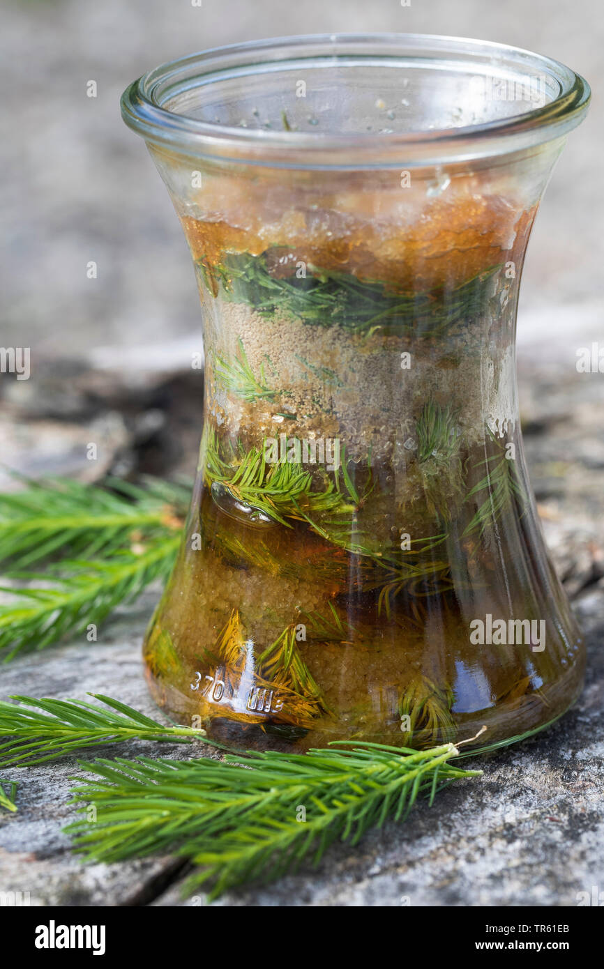 Abete (Picea abies), Maiwipferl-Sirup, selfmade Tosse Sciroppo di germogli di abete, Germania Foto Stock