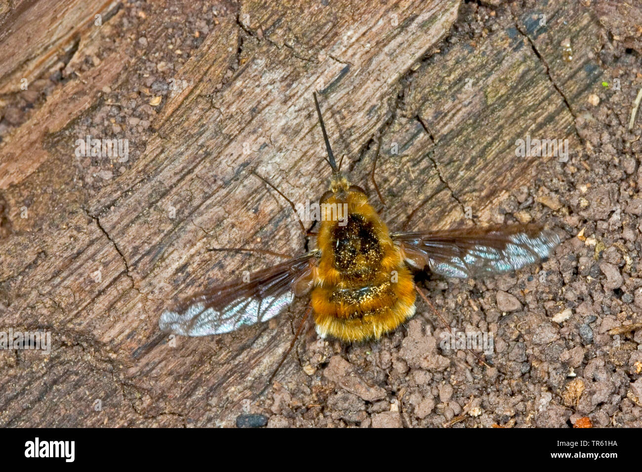 Grandi bee-fly (Bombylius major), seduti su legno, Germania Foto Stock