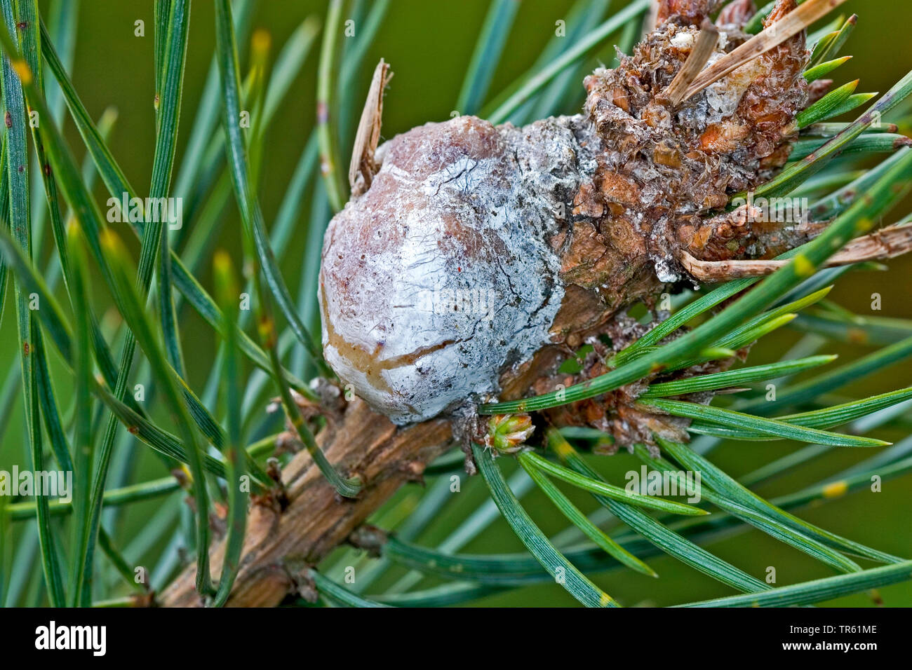 Resina di pino-gall Tarma (Retinia resinella, Petrova resinella, Evetria resinella), fiele a pino, Germania Foto Stock