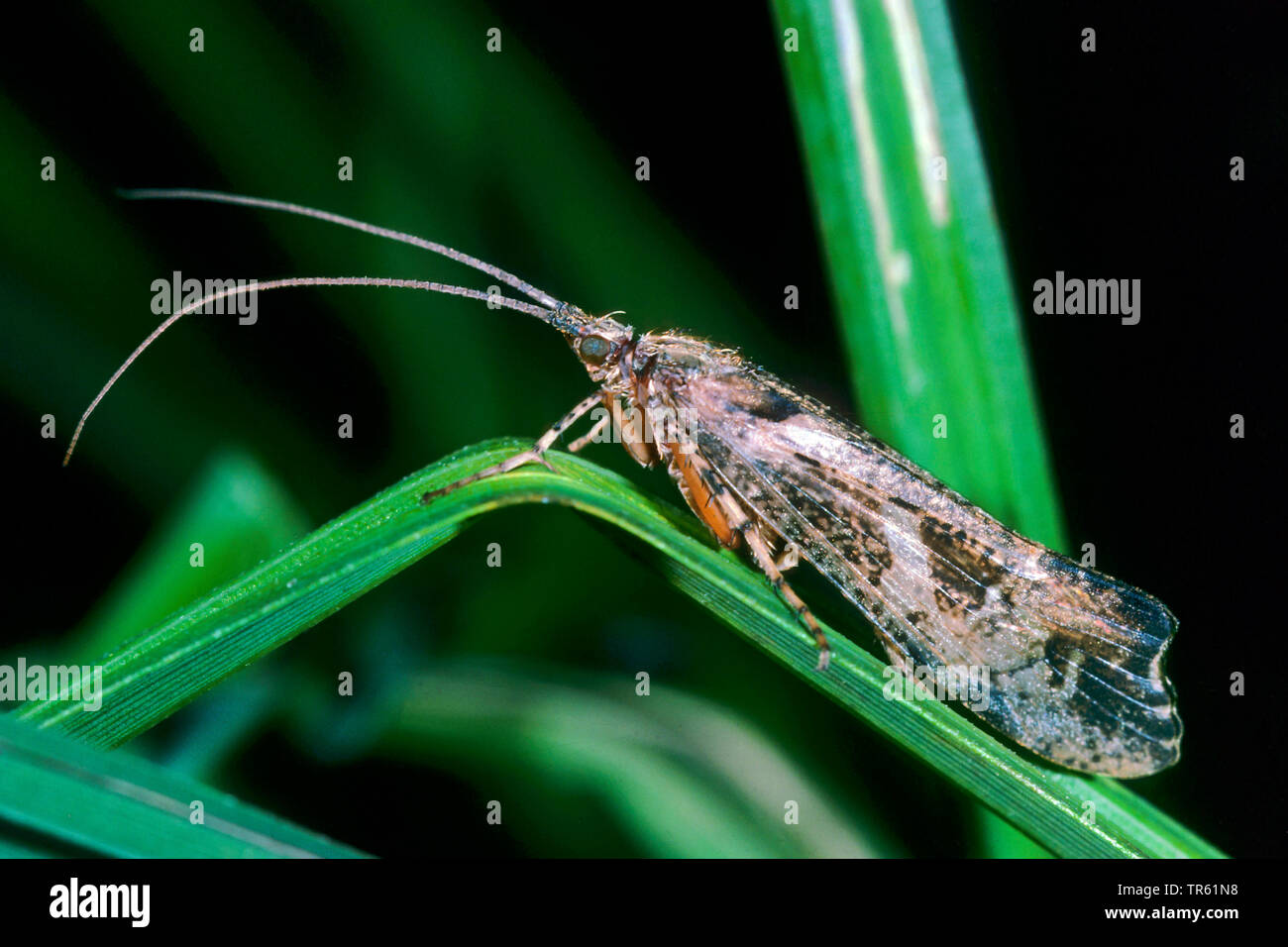 Caddisfly (Glyphotaelius pellucidus), in corrispondenza di una lancia, vista laterale, Germania Foto Stock