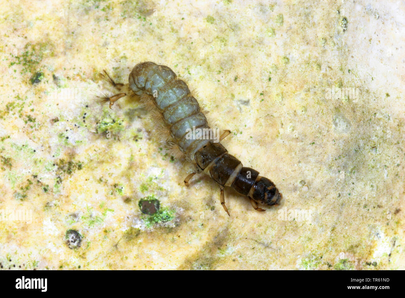 Caddisfly Hydropsyche (spec.), larva, vista da sopra, Germania Foto Stock