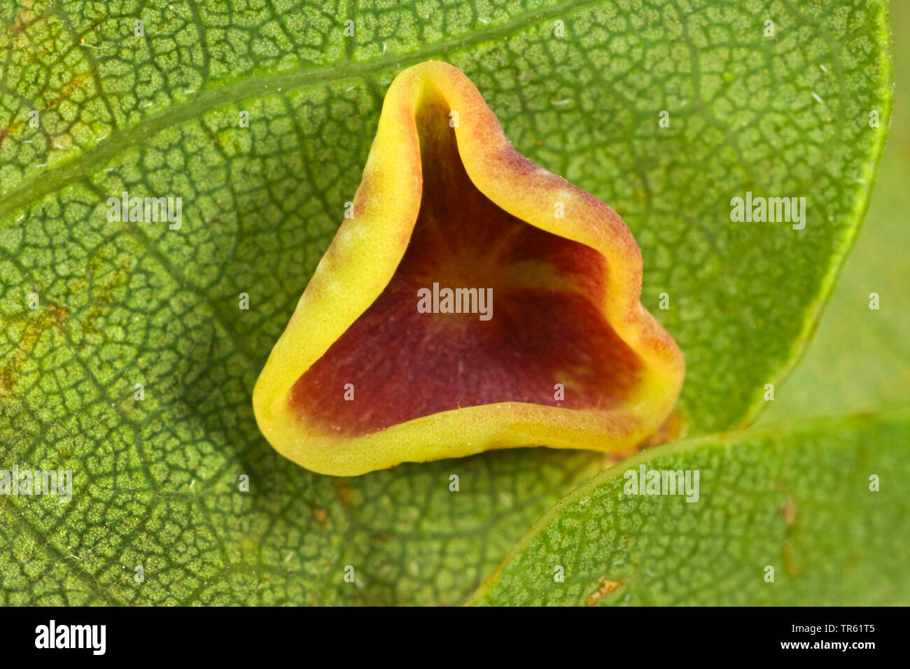 Foglie di quercia smooth-gall cynipid wasp, Schenck's gall wasp, liscio spangle gall wasp (>liscia spangle fiele) (Neuroterus albipes, Neuroterus laeviusculus), fiele al sistema OAF foglia, parthenogenetic generazione, Germania Foto Stock