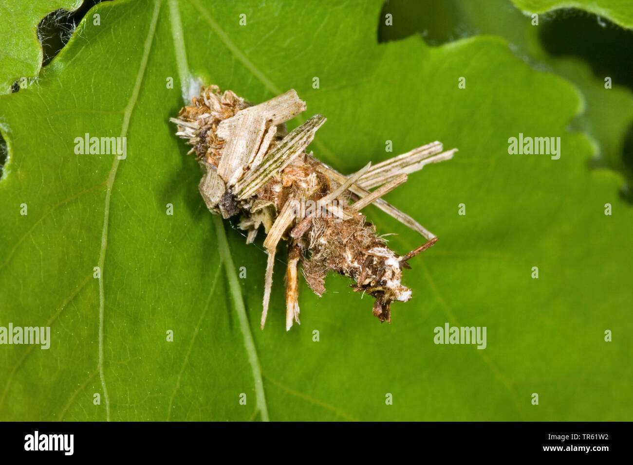 Bagworm (Sterrhopterix fusca, Sterrhopterix hirsutella), larva in armatura, Germania Foto Stock