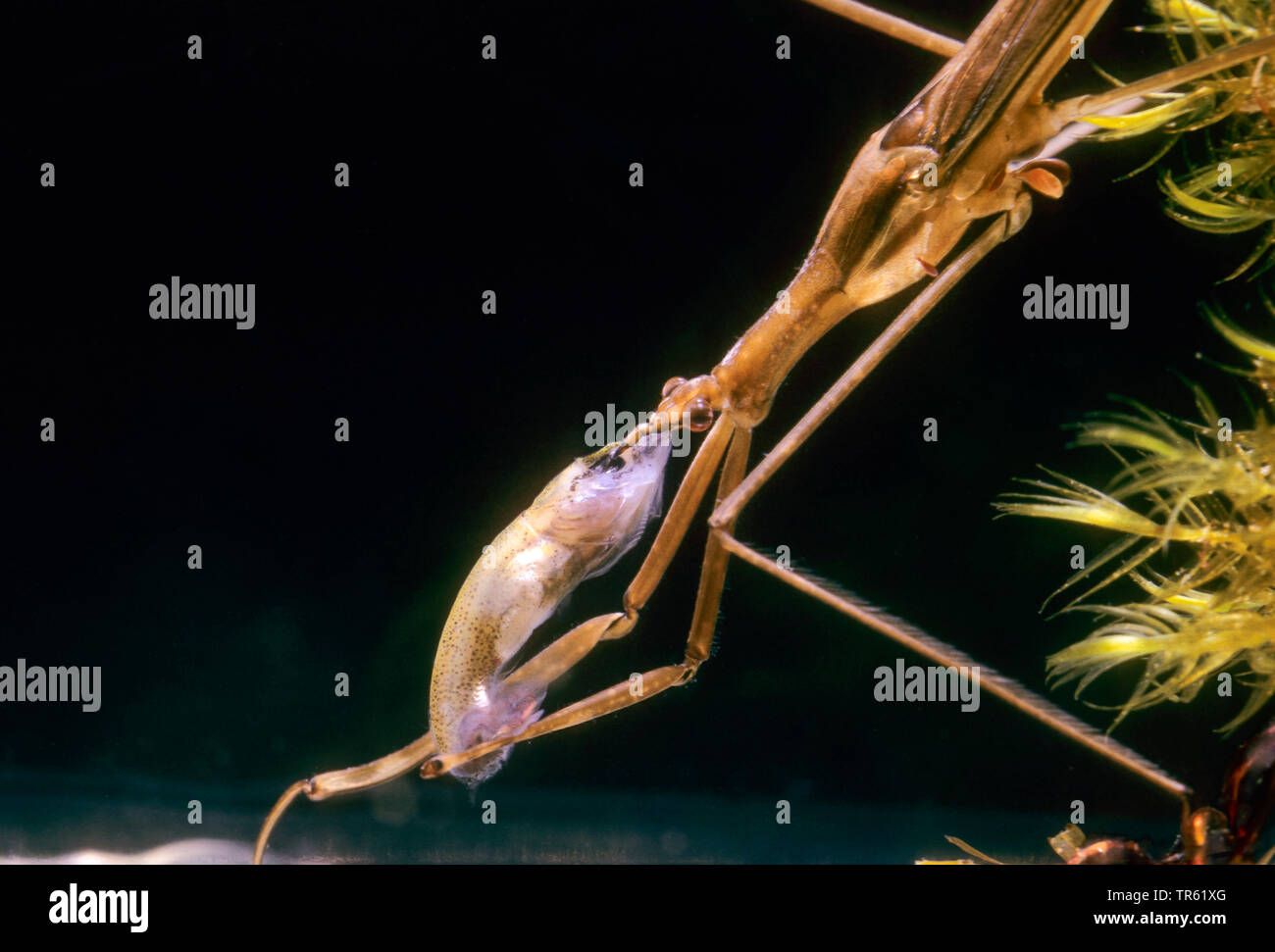 Acqua Stick insetto, lungo corposo acqua Scorpion, Ago Bug (Ranatra linearis), con catturato di larve di pesce, Germania Foto Stock