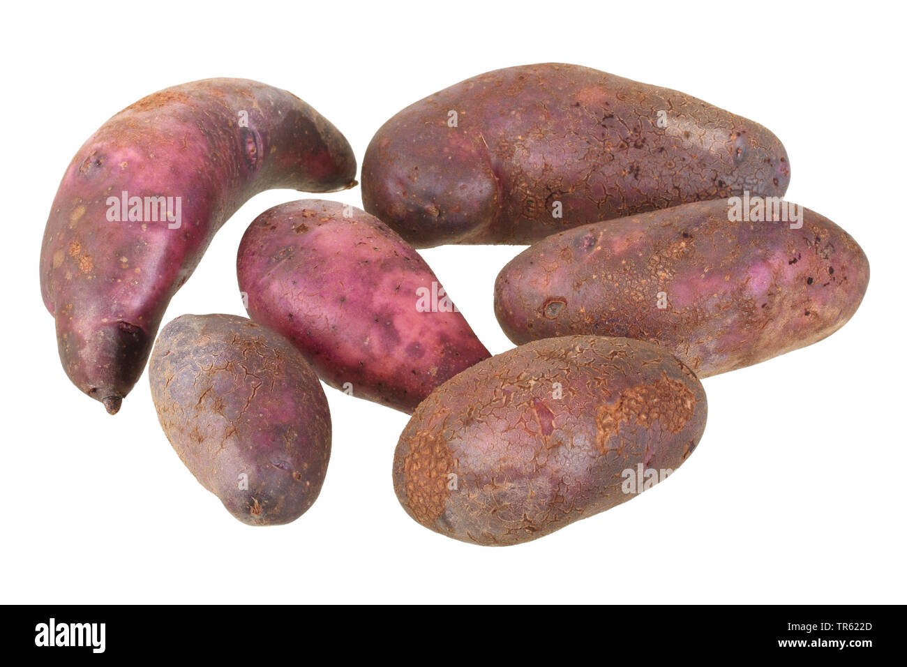 Patata (solanum tuberosum viola Eyed piantina), patate di cultivar viola Eyed piantina, ritaglio Foto Stock