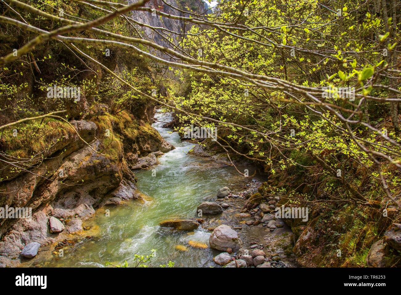 Burrone con il torrente di montagna, Austria, Tirolo Foto Stock