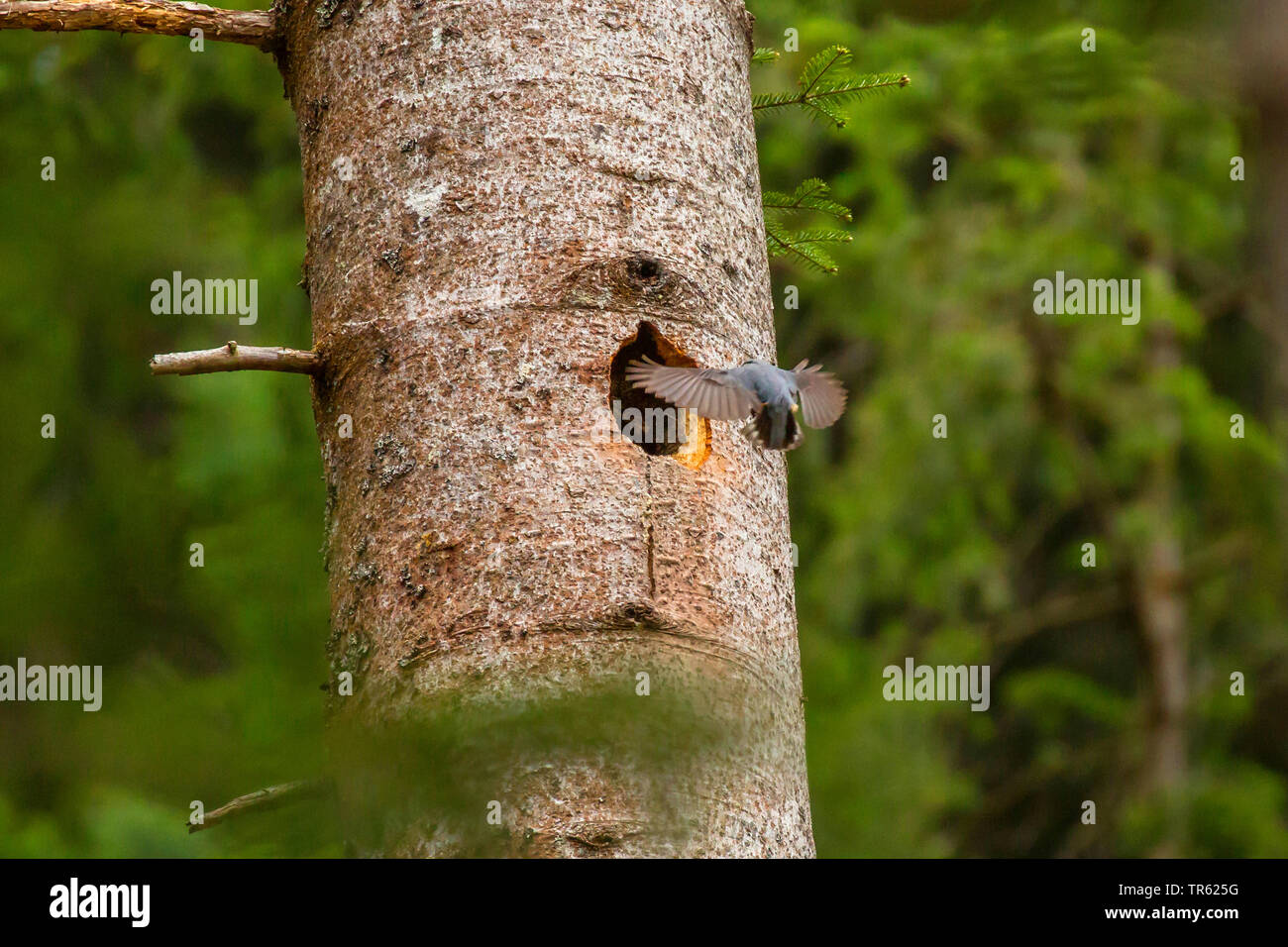 Eurasian picchio muratore (Sitta europaea), battenti per il suo nido in un abbandonato picchio nero cavità, Austria, Tirolo Foto Stock