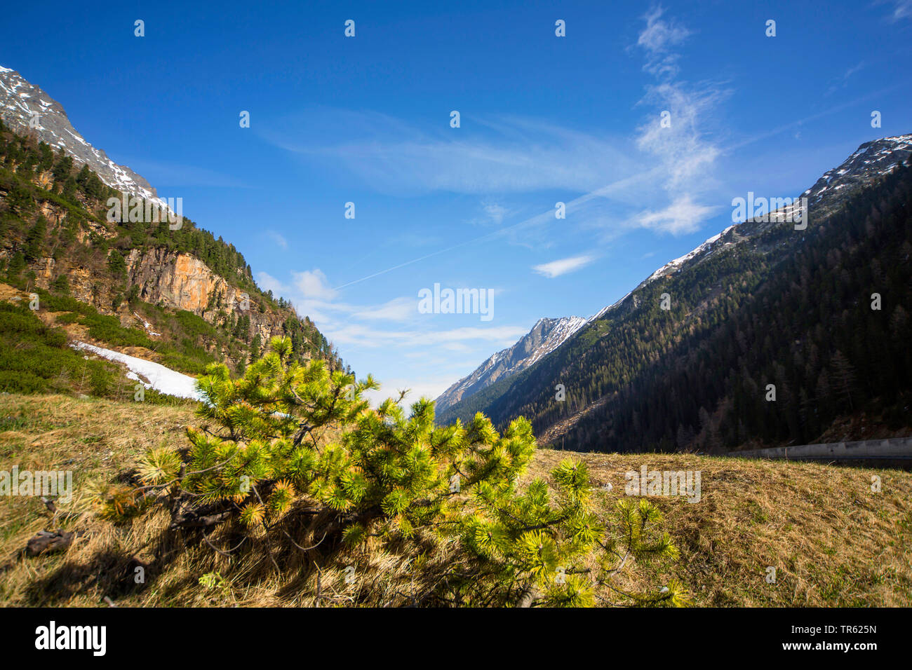 Lammergeier, Gipeto (Gypaetus barbatus), incrociando habitat, Austria, Alto Adige e Tirolo orientale, Matrei Foto Stock