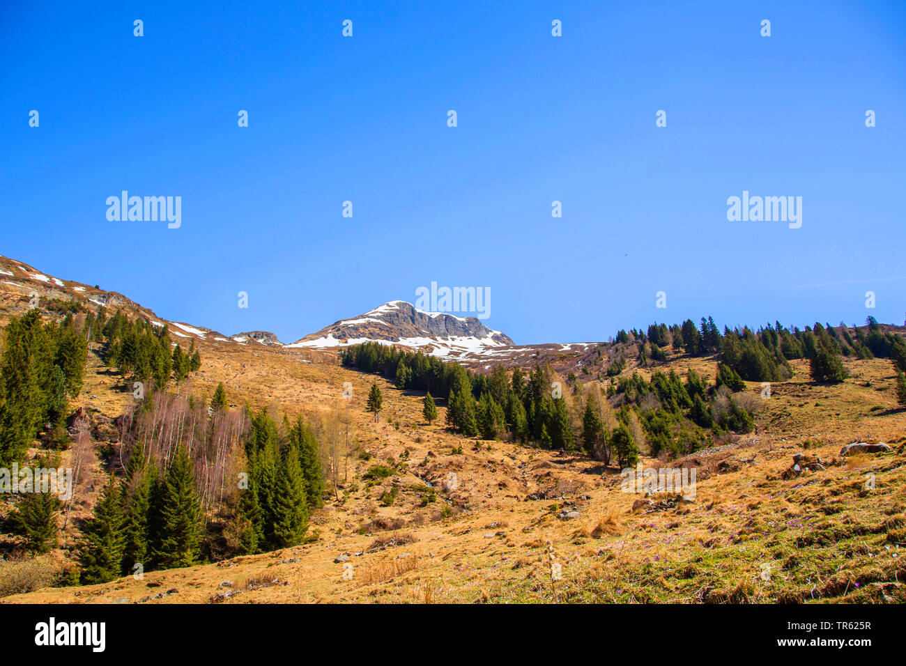 Lammergeier, Gipeto (Gypaetus barbatus), incrociando habitat, Austria, Alto Adige e Tirolo orientale, Matrei Foto Stock