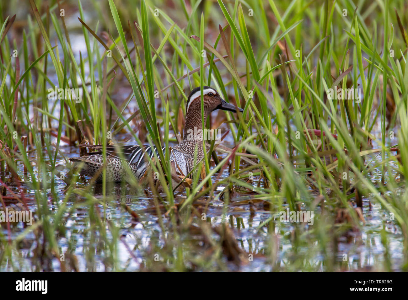 Marzaiola (Anas querquedula), Drake nuoto attraverso giovani piante reed, in Germania, in Baviera Foto Stock