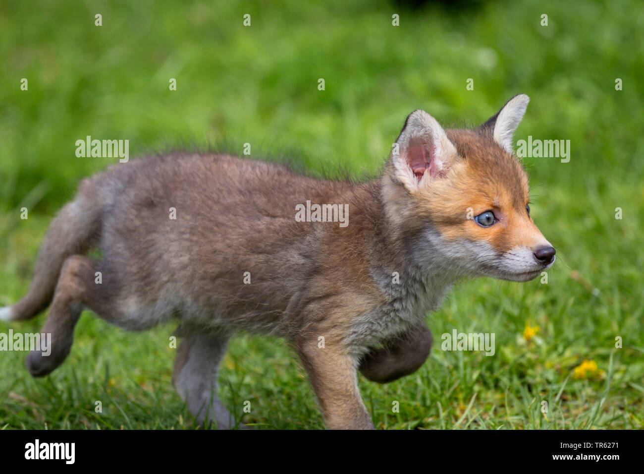 Red Fox (Vulpes vulpes vulpes), Fox cub in esecuzione su un prato, vista laterale, in Germania, in Baviera Foto Stock