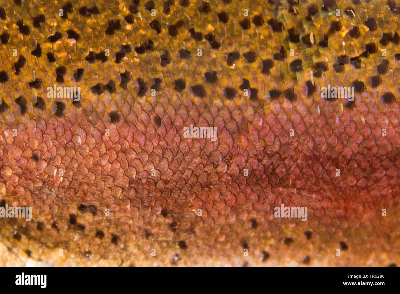 La trota arcobaleno (Oncorhynchus mykiss, Salmo gairdnerii), dettaglio di scale e colorazione, Germania Foto Stock