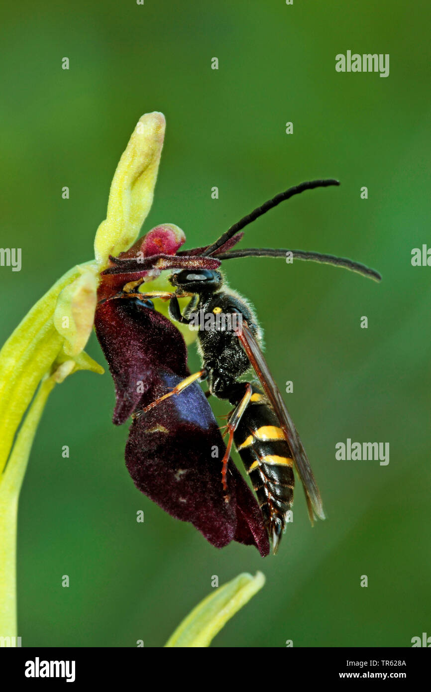 Vespe solitarie (Argogorytes mystaceus), impollinare un fly orchid, ophrys apifera, Germania Foto Stock