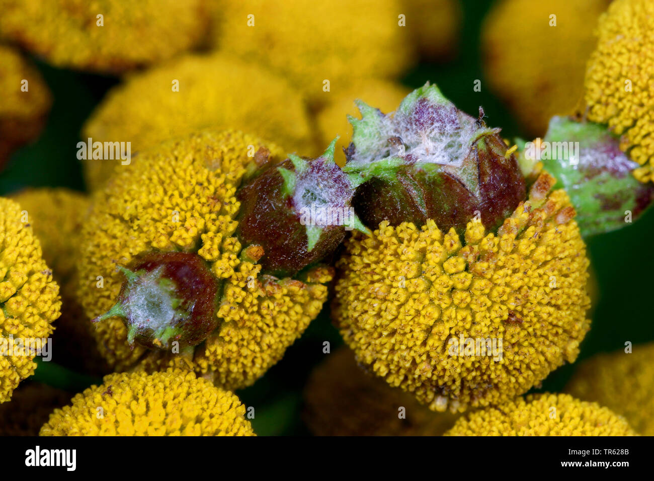 Gall midge (Rhopalomyia tanaceticola, Rhopalomyia tanacetifolia), fiele a tansy comune, Tanacetum vulgare, Germania Foto Stock