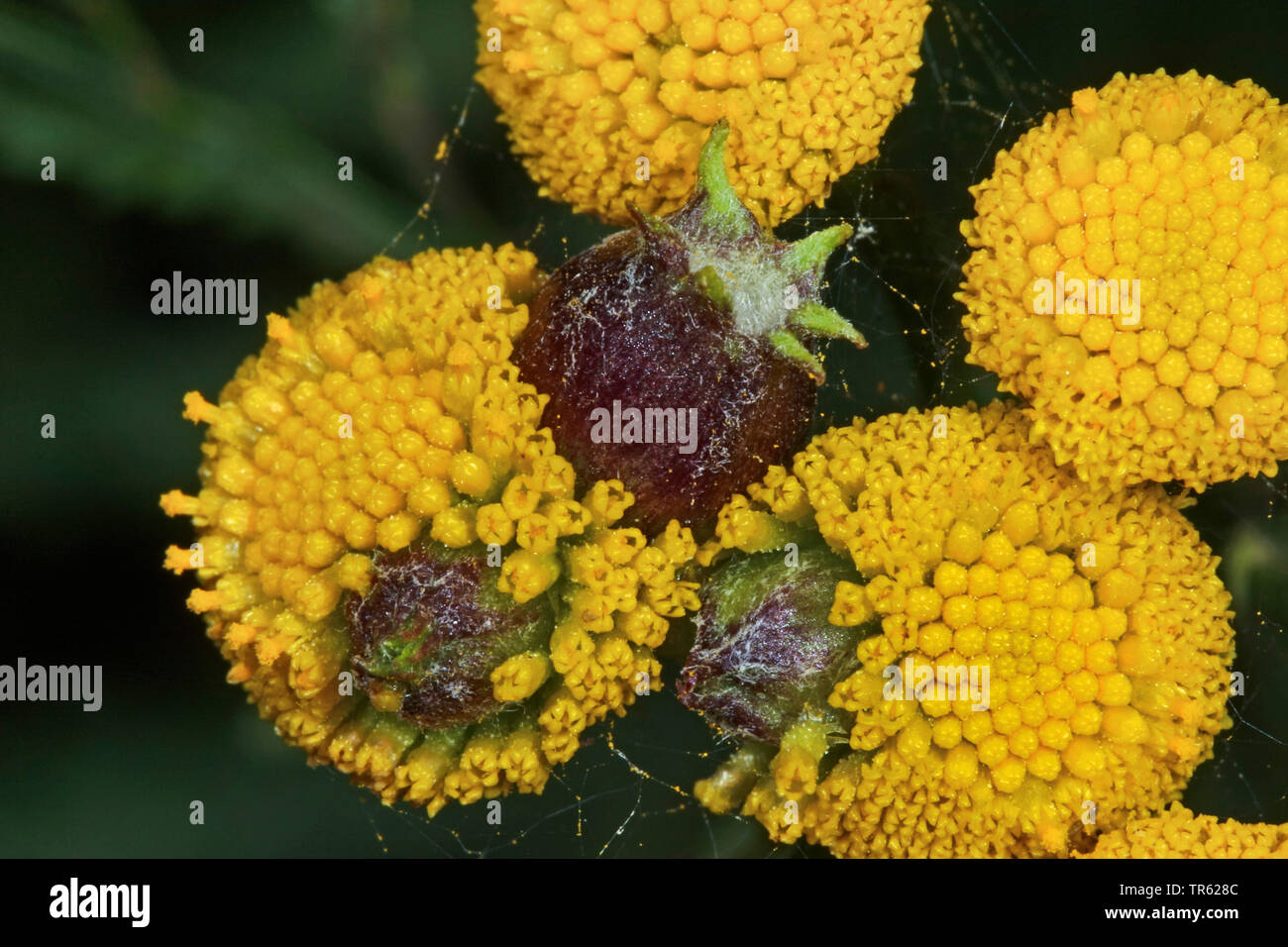 Gall midge (Rhopalomyia tanaceticola, Rhopalomyia tanacetifolia), fiele a tansy comune, Tanacetum vulgare, Germania Foto Stock