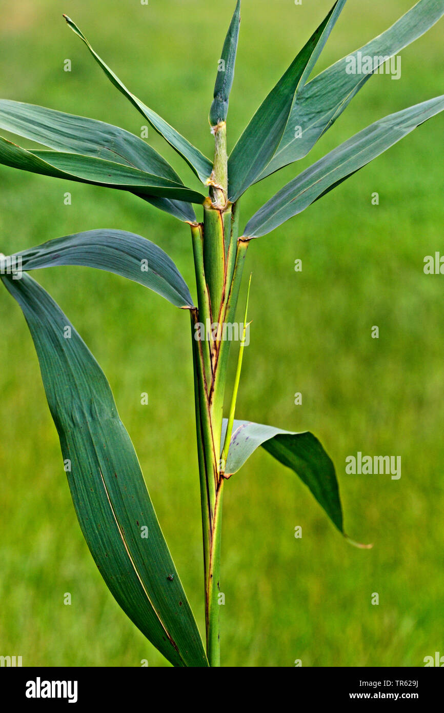 Reed gall fly fly fritta, Erba fly (Lipara lucens), fiele a tifa stelo, Germania Foto Stock