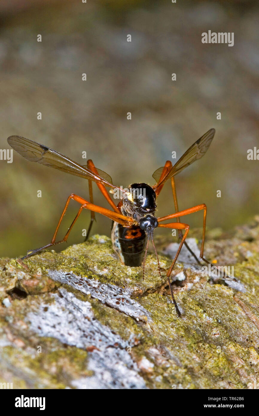 Gigante pettine sabre-horn cranefly; comb-horn cranefly (Tanyptera atrata), Femmina alla deposizione delle uova, Germania Foto Stock