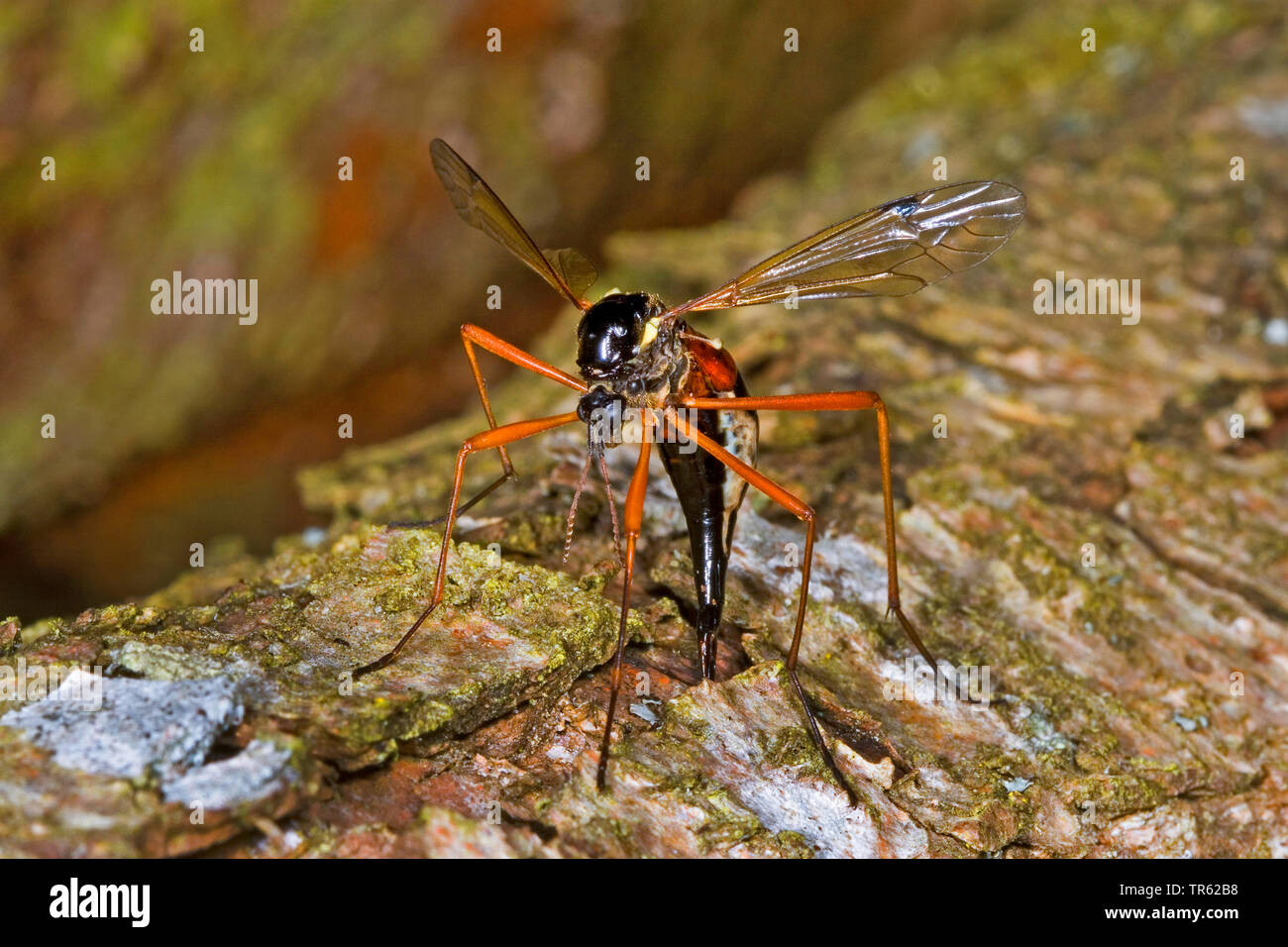 Gigante pettine sabre-horn cranefly; comb-horn cranefly (Tanyptera atrata), Femmina alla deposizione delle uova, Germania Foto Stock