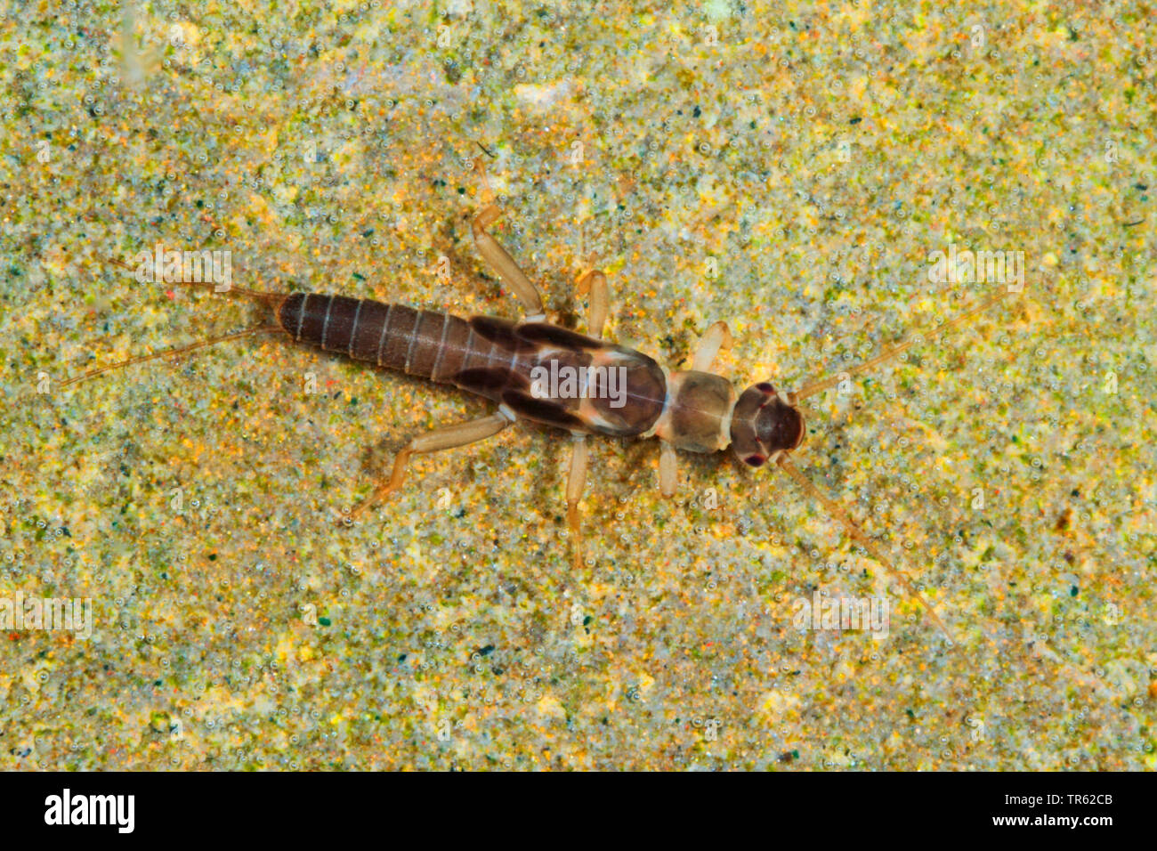 Stonefly (Leuctra spec.), larva, Germania Foto Stock