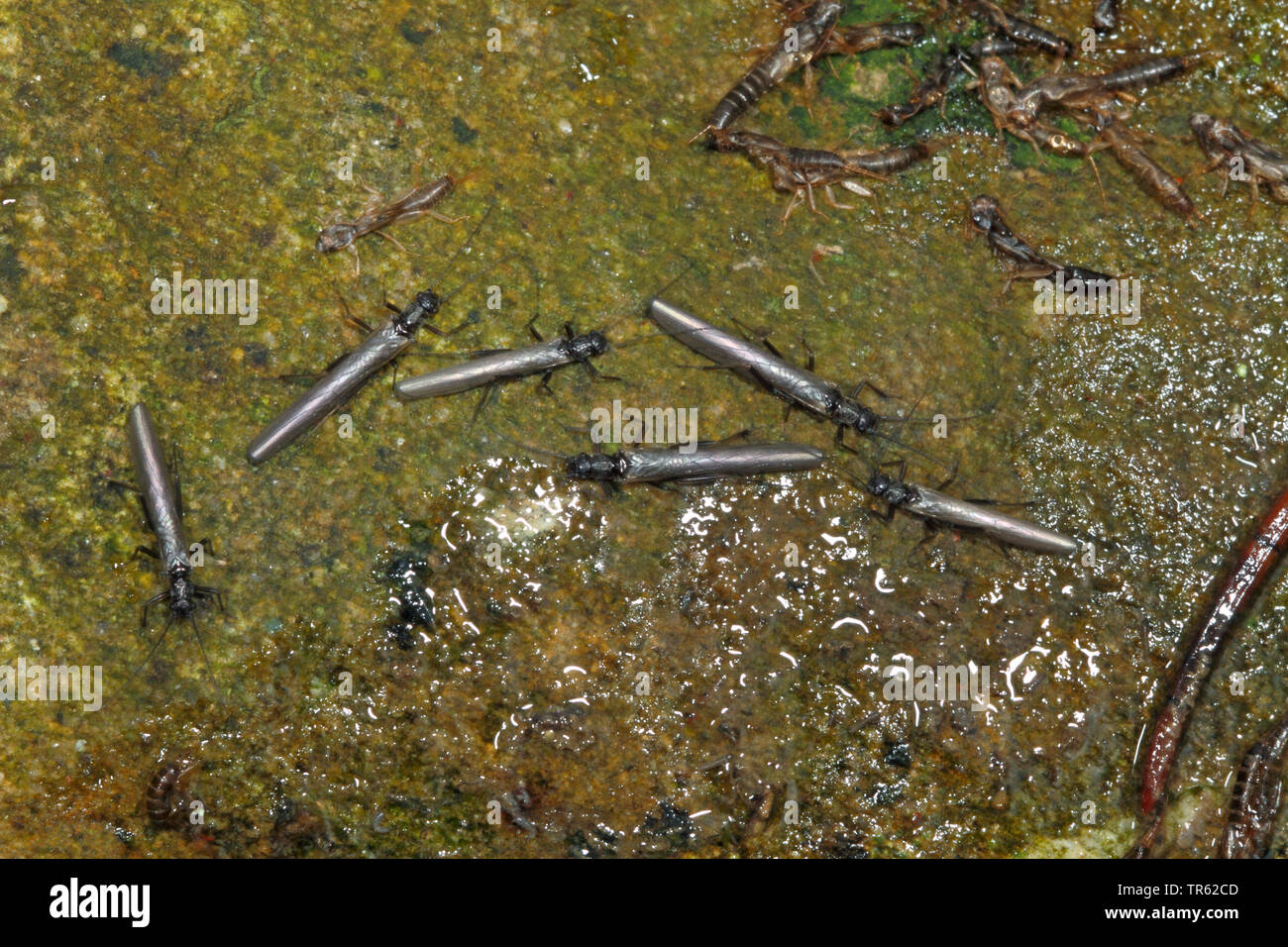 Stonefly (Leuctra spec.), pietra vola da the Waterside, Germania Foto Stock